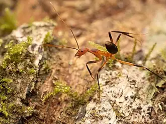 Leptomyrmex cnemidatus