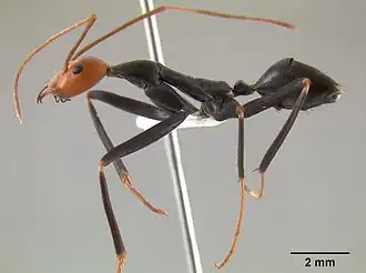 Leptomyrmex erythrocephalus