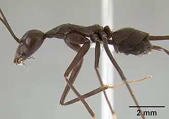 Leptomyrmex flavitarsus