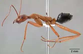 Leptomyrmex nigriventris