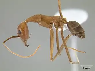 Leptomyrmex puberulus