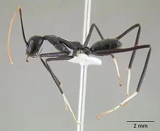 Leptomyrmex unicolor