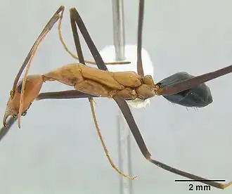 Leptomyrmex varians