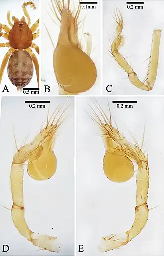 Leptoneta monodactyla