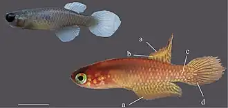 Leptolebias opalescens