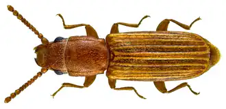 Leptophloeus alternans