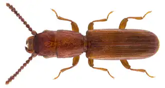 Leptophloeus clematidis