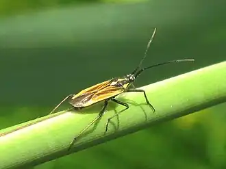 Leptopterna dolabrata