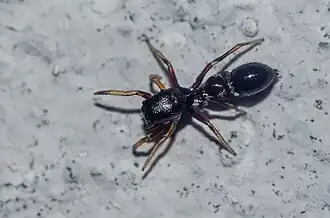 Grote mierspringspin