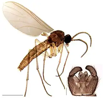 Leptosciarella subspinulosa