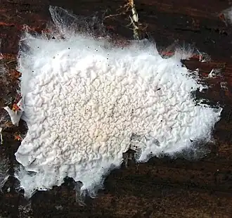 Noordelijk dwergvliesje