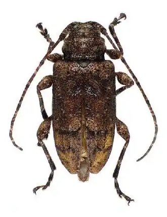 Leptostylopsis caliginosus