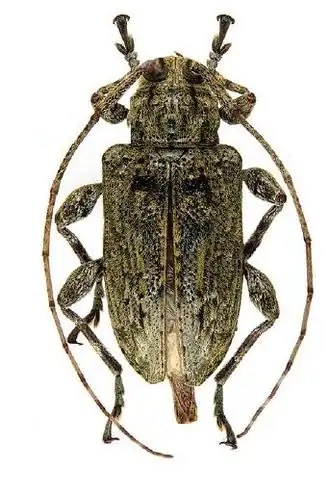 Leptostylopsis cristatus