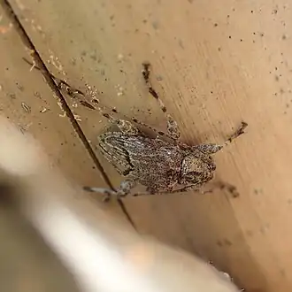 Leptostylopsis jamaicensis