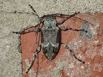 Leptostylopsis planidorsus