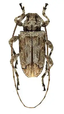 Leptostylopsis puntacanaensis