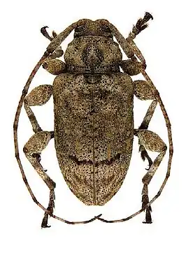 Leptostylopsis terraecolor