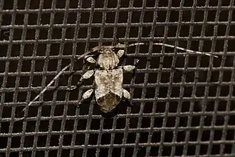 Leptostylus cretatellus