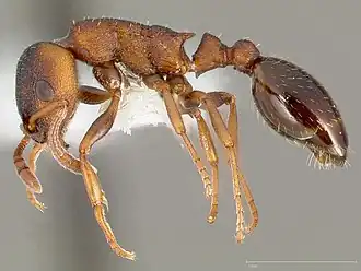 Leptothorax calderoni