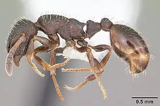 Leptothorax crassipilis