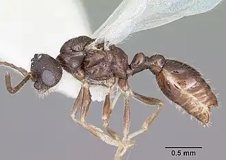 Leptothorax retractus