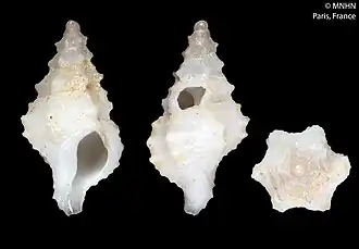 Leptotrophon caledonicus