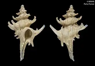 Leptotrophon chlidanos