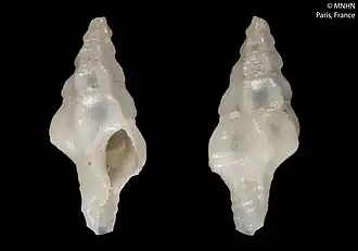 Leptotrophon inaequalis