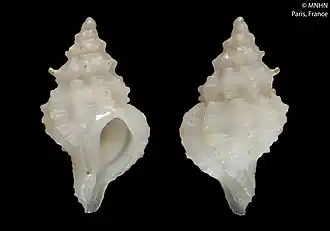 Leptotrophon metivieri