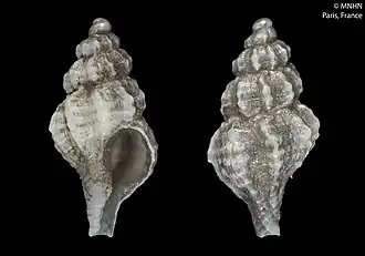 Leptotrophon minirotundus