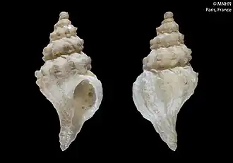 Leptotrophon musorstomae