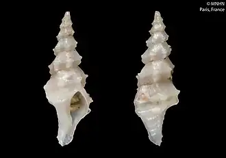 Leptotrophon turritellatus