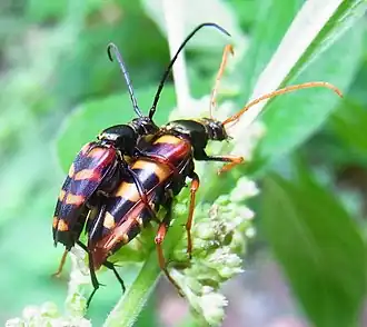Leptura aurulenta
