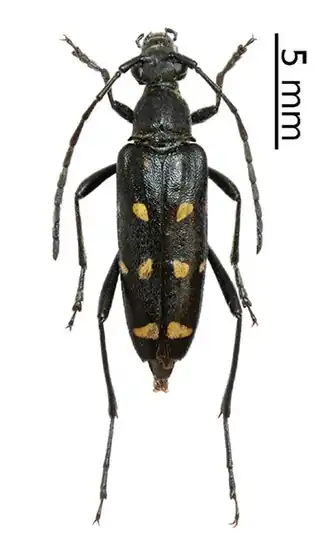 Leptura duodecimguttata