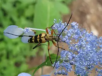 Leptura ochraceofasciata