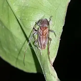 Lepturges curvilinea