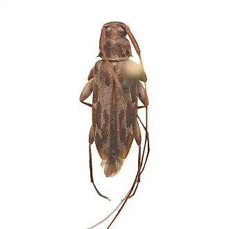 Lepturges symmetricus