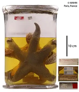 Leptychaster magnificus