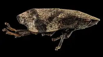 Lepyronia angulifera