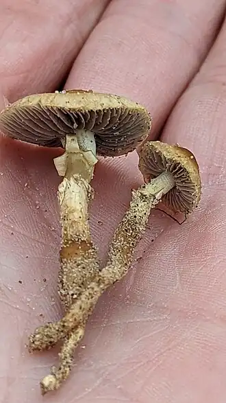 Oranjegeel kaalkopje