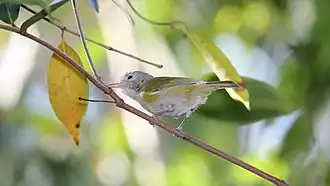 Kleine vireo