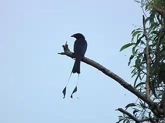 Spateldrongo