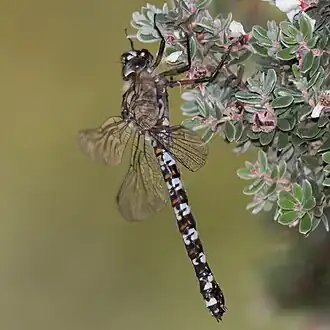 Austroaeschna hardyi
