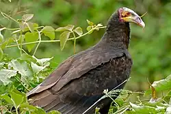 Kop van een kleine geelkopgier (Cathartes burrovianus)