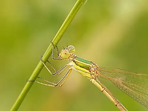 Zwervende pantserjuffer ♀ (Lestes barbarus)