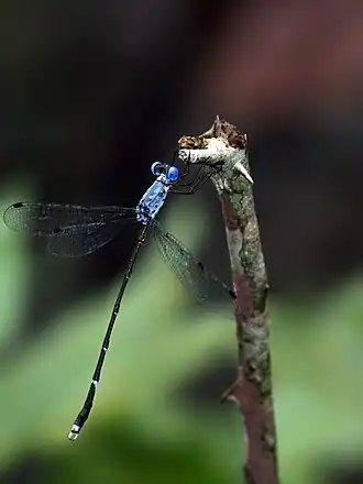 Lestes dorothea