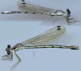 Lestes forcipatus