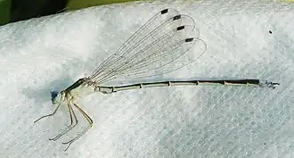 Lestes japonicus