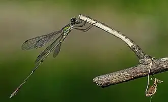 Oostelijke houtpantserjuffer