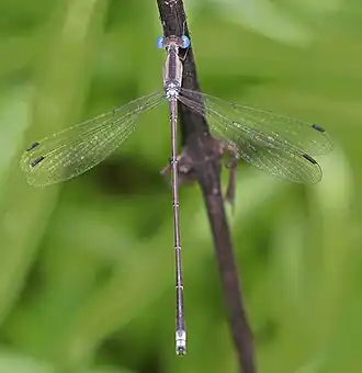 Lestes patricia